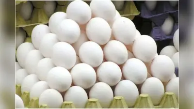 नालंदा से प्रभात खबर पड़ताल : चीनी के बाद अंडे की महंगाई की चर्चा, वजह बनी मक्के की बढ़ती कीमत