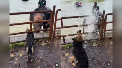 Viral Video: हाथी ने सूंड से उड़ाया बारिश जैसा पानी, डॉगी मस्त होकर नहाता रहा, वीडियो देख आप भी हो जाएंगे खुश