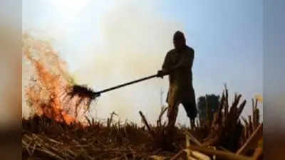 Bihar News: बिहार में बदल रहा खेती का पैटर्न, खाद और कीटनाशक से किसान कर रहे तौबा