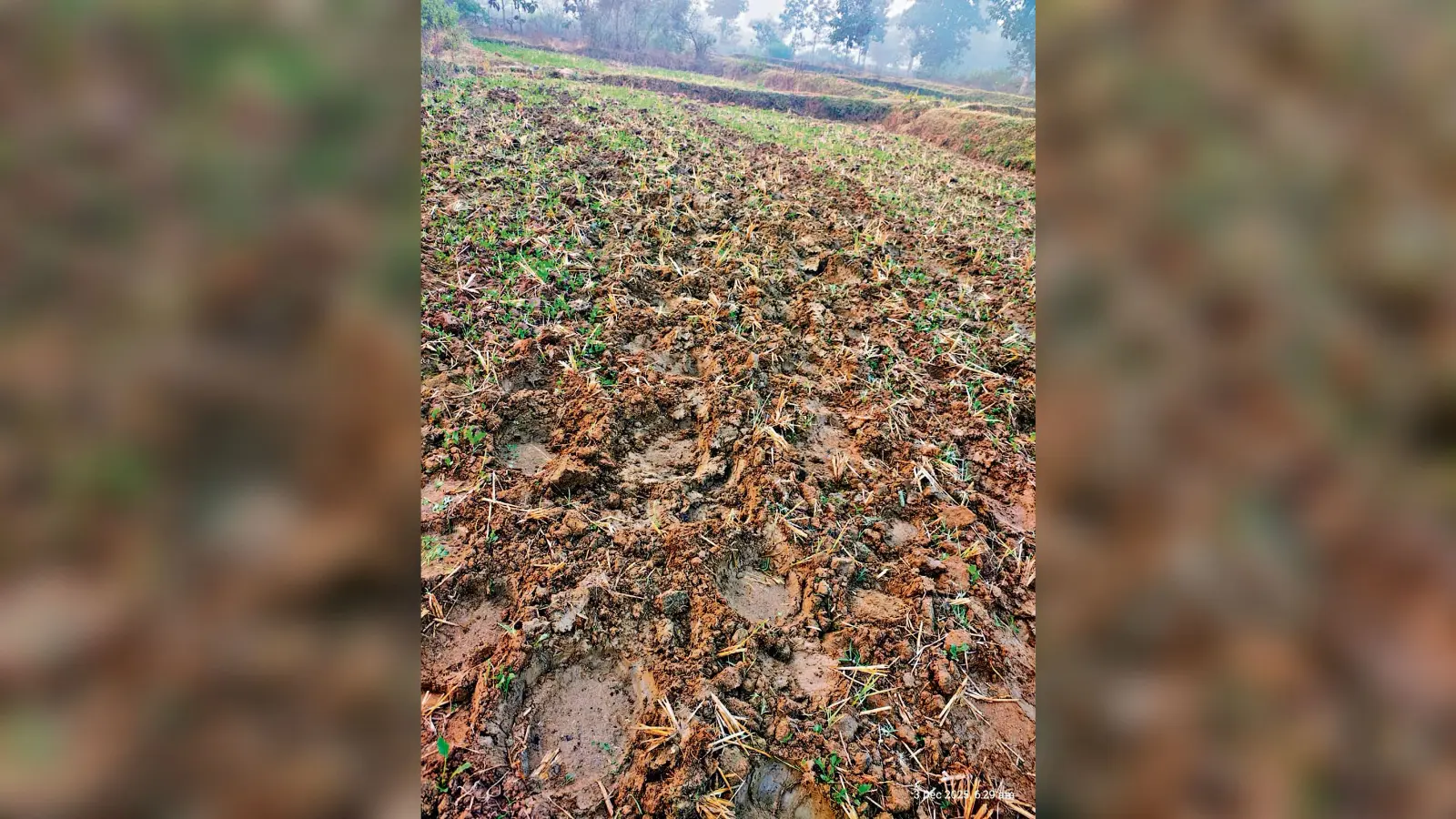Chaibasa News : कुमारडुंगी : हाथियों ने दो एकड़ में सरसों की खेती रौंदी, मुआवजा मांगा
