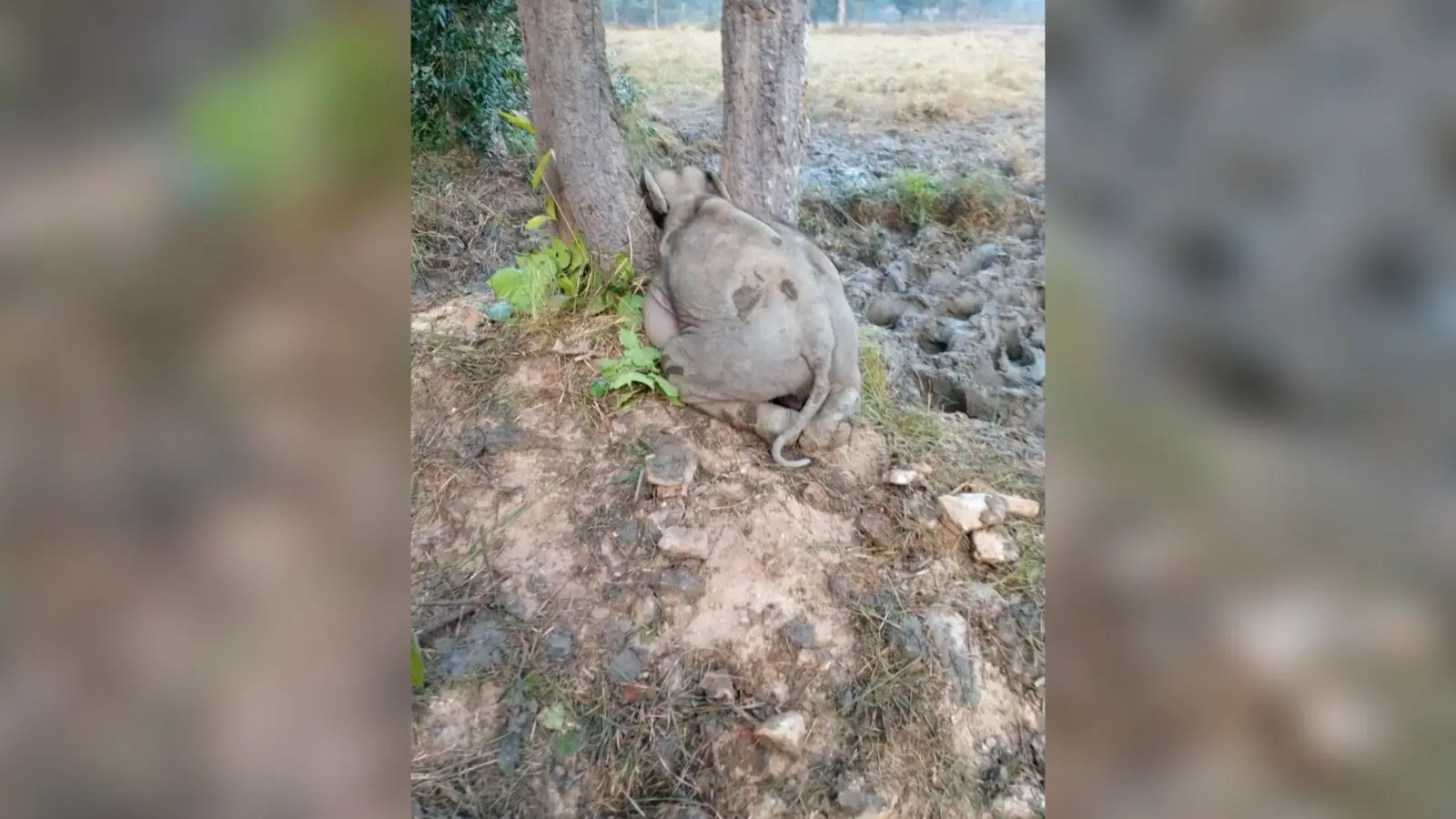 Chaibasa News : मंझारी जंगल में दो पेड़ों के बीच रातभर फंसा रहा हाथी