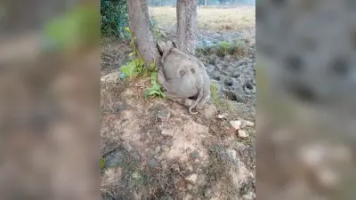 Chaibasa News : मंझारी जंगल में दो पेड़ों के बीच रातभर फंसा रहा हाथी