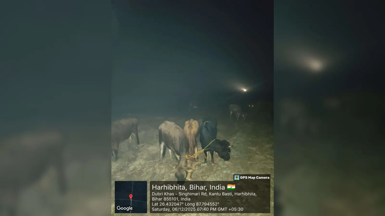 एसएसबी ने 15 मवेशियों को किया जब्त
