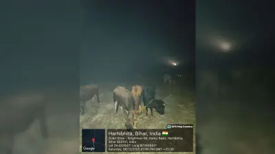 एसएसबी ने 15 मवेशियों को किया जब्त