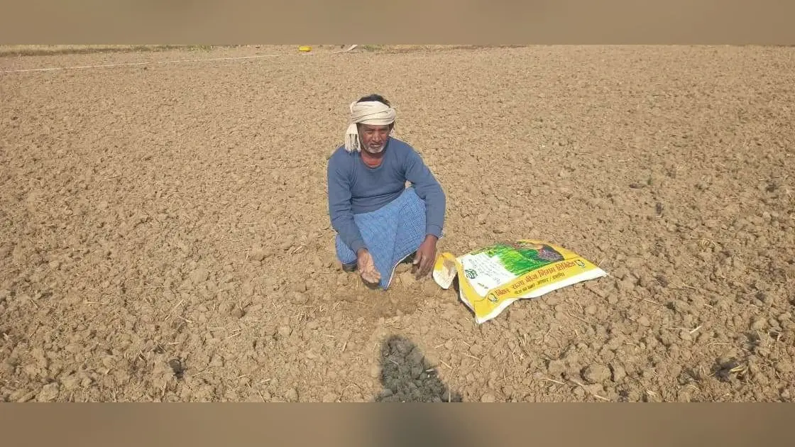 बीज बोने के 15 दिन बाद भी नहीं उगा गेहूं का पौधा, दोहरी मार से किसान परेशान