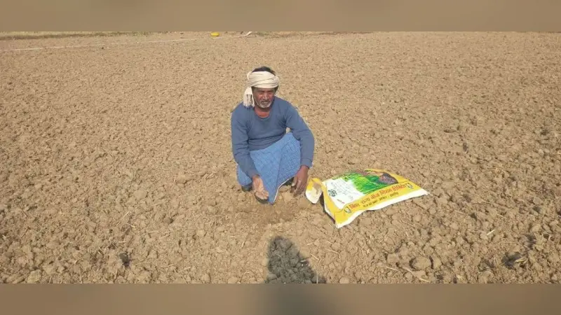 बीज बोने के 15 दिन बाद भी नहीं उगा गेहूं का पौधा, दोहरी मार से किसान परेशान