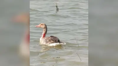 Bhagalpur news सोनवर्षा पक्षी बनी सोनवर्षा गांव की पहचान