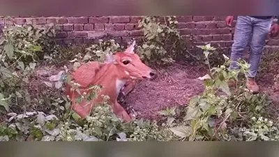 वाहन की ठोकर से नीलगाय घायल