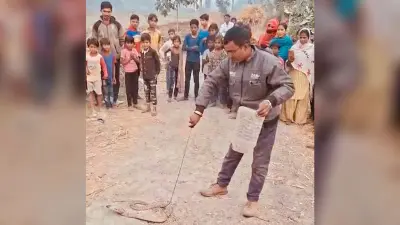 फुलवरिया में मुर्गी फार्म में घुसा कोबरा, एक घंटा बाद रेस्क्यू टीम ने पकड़ा