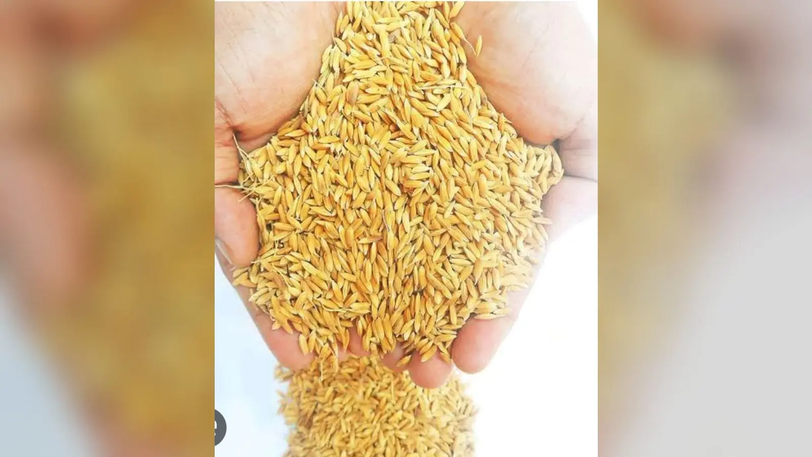 धान अधिप्राप्ति को लेकर किसानों के पंजीकरण में लायें तेजी