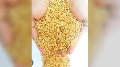 धान अधिप्राप्ति को लेकर किसानों के पंजीकरण में लायें तेजी