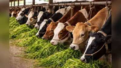 French Farmers Protest: फ्रांस में 3000 से ज्यादा गायों की मौत, सड़कों पर उतरे किसान