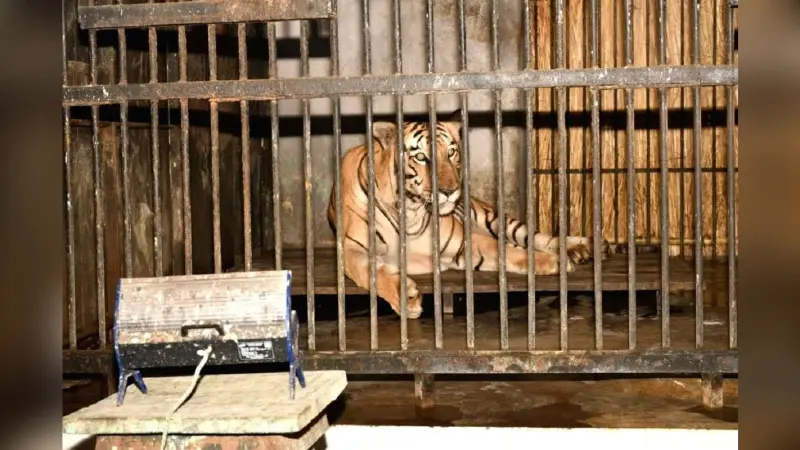 Bihar News: शेर और बाघ के लिए लगा है हीटर, यहां कंबल ओढ कर सोते हैं सांप