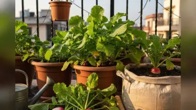 How To Grow Mooli In Winters: घर की बालकनी में उगाएं रसीली मूली, बस अपनाएं ये आसान टिप्स