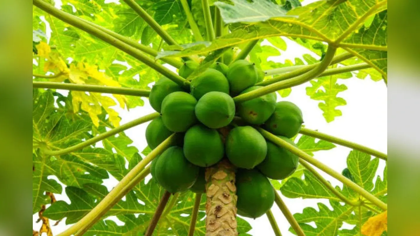 Papaya Growing Tips: घर पर आसानी से उगाएं पपीते का पौधा, बाजार जाने की झंझट हो जाएगी खत्म