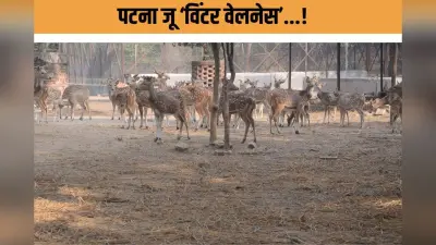 Zoo winter preparation : अजगर को कंबल, चिंपांज़ी को च्यवनप्राश! इस जू में जानवरों की ‘विंटर वेलनेस’ शुरू