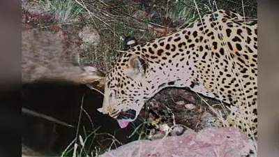 इस देश में दिखी दुर्लभ बड़ी बिल्ली, 15 साल में सिर्फ 5वीं बार दिखा जिंदा सबूत; जानें, कहां से आया यह जानवर