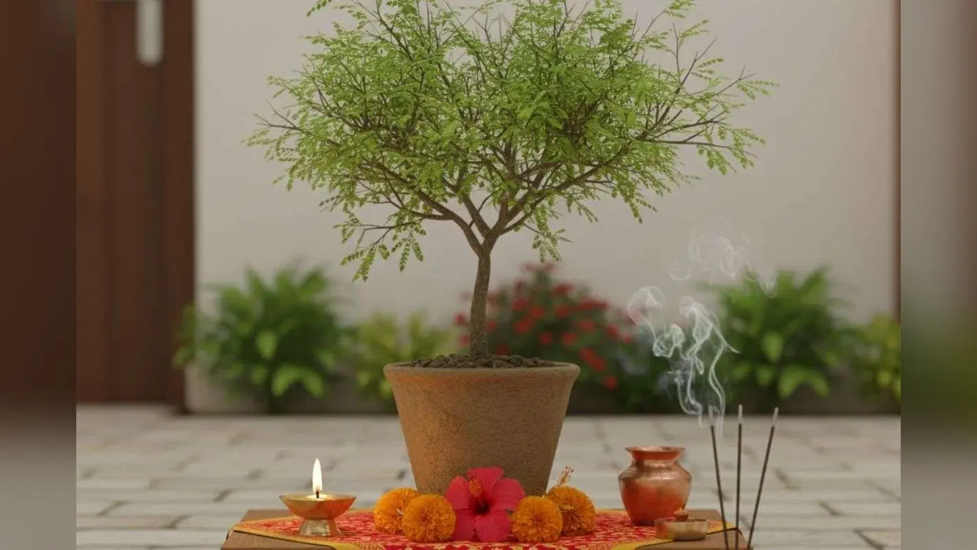 Shami Tree Puja: शनिवार को करें शमी वृक्ष पूजा, शनि दोष से मुक्ति का है सरल उपाय