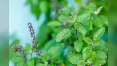 Tulsi Plant Vastu Tips: तुलसी के पास भूलकर भी न रखें ये चीजें, नहीं तो हो सकता है अशुभ प्रभाव
