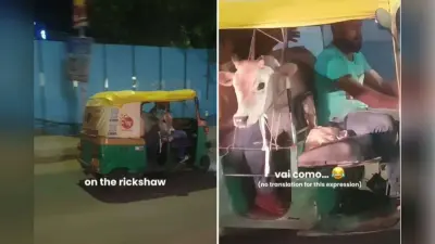 Viral Video: ऑटो में राजा की तरह घूमता दिखा बछड़ा, वीडियो देख लोगों की आंखें फटी की फटी रह गयी