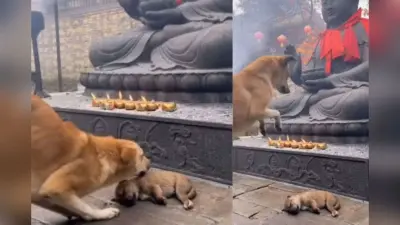 Viral Video: शब्द नहीं, आंसू बोल पड़े, बच्चे की सलामती के लिए भगवान बुद्ध से गुहार लगाती मां डॉगी