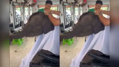 Viral Video: सैलून में बाल कटवाने पहुंचा हाथी, अपनी नन्ही जुल्फों से लोगों को किया दीवाना