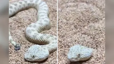 Viral Video: रेत का बादशाह है यह सांप, घातक और छिपकर हमला करने ने में माहिर, वीडियो हो रहा वायरल