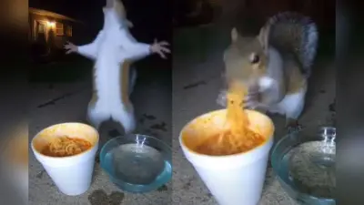 Viral Video: नूडल्स की दीवानी निकली गिलहरी, रात को छुप-छुपकर खाते हुए वीडियो वायरल
