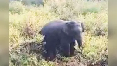 अनगड़ा में जंगली हाथी ने 2 लोगों पर किया हमला, एक की मौत, एक घायल
