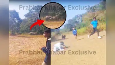 मझगांव में जंगली हाथियों ने 24 साल के युवक को कुचलकर मार डाला