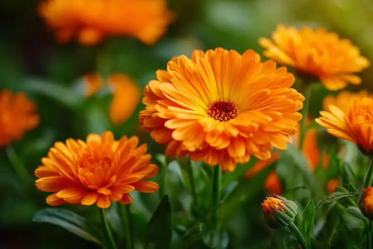 Calendula (Pot Marigold) या कैलेंडुला
