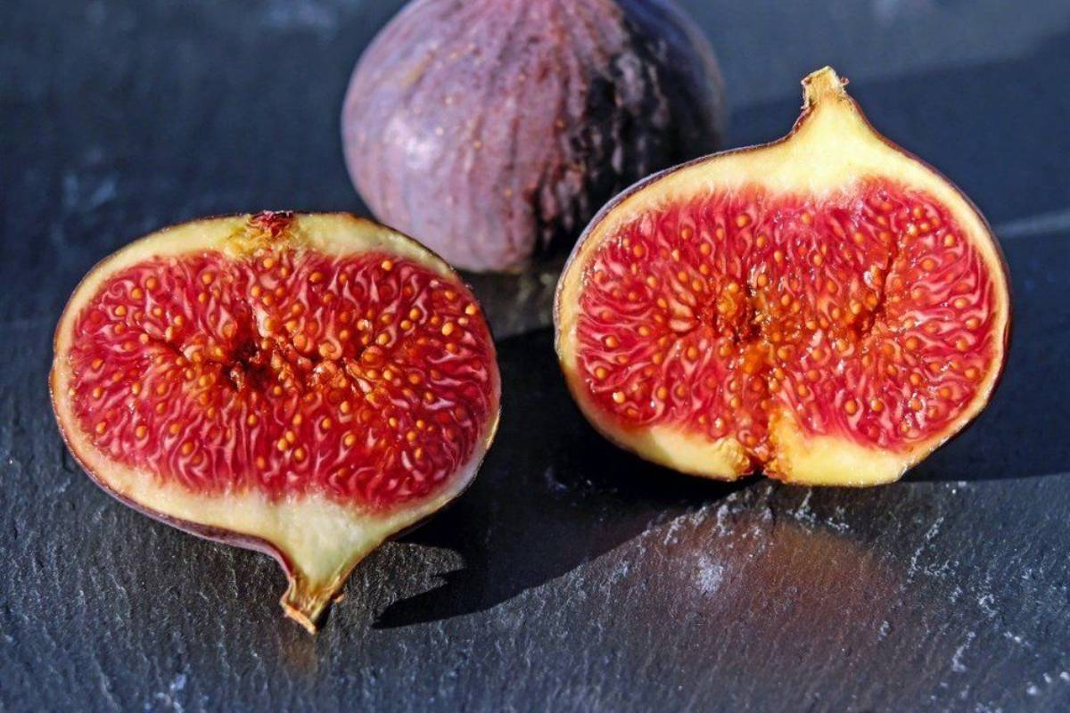 Fig Tree
