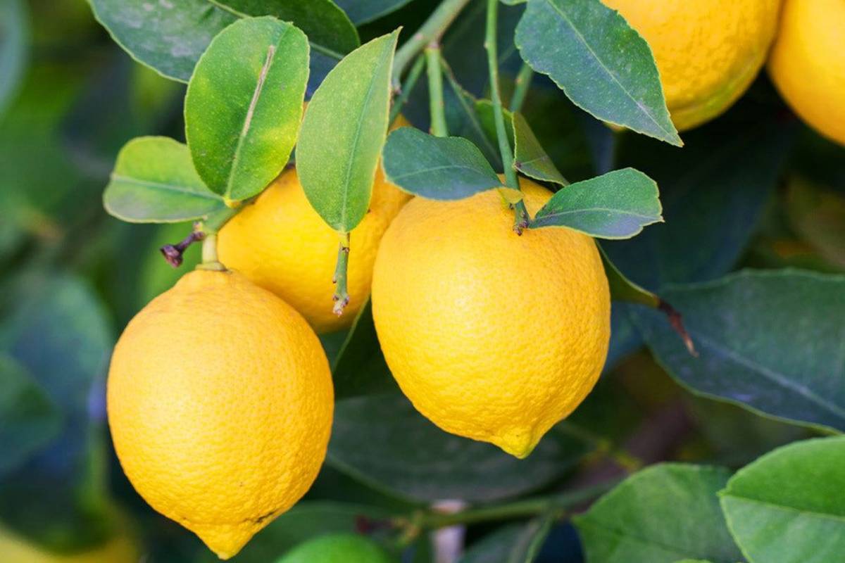 Lemon