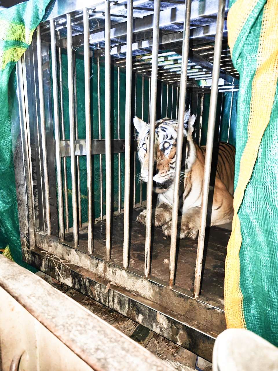 ग्रामीणों के लिए खौफ बना बाघ पिजड़े के अंदर, भेजा गया चिड़ियाघर