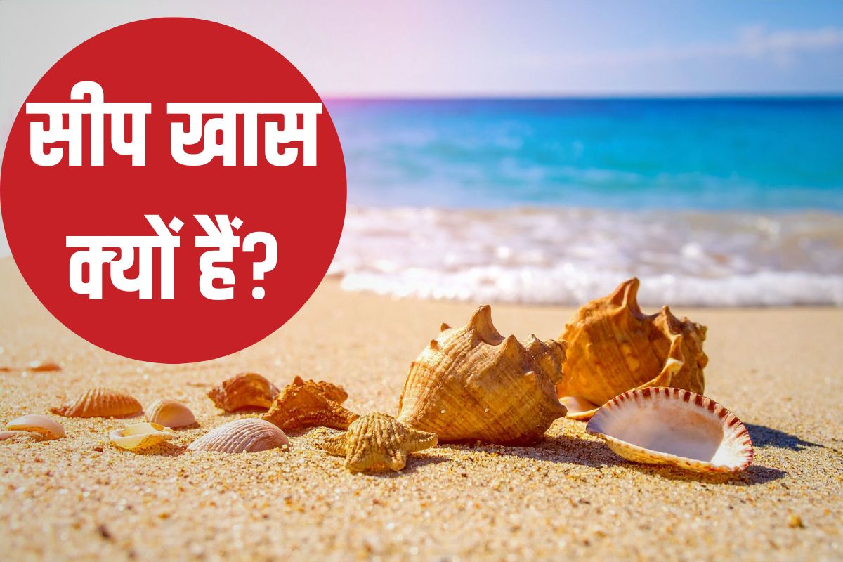 ‘लिटिल टाइम मशीन’ सीप समुद्र में कहां से आते हैं? इनसे क्या कुछ पता चलता है? इनसे हमें क्या सीखने को मिलता है?