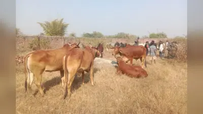 अनगड़ा के ग्रामीणों ने पशु तस्करों से छुड़ाए 33 बैल, तस्करी कर बंगाल ले जाने की थी योजना