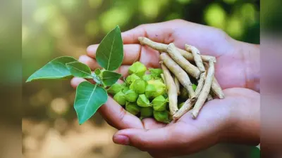 Ashwagandha Benefits for Skin and Hair: एक जड़ी-बूटी जो बदल देगी आपकी त्वचा और बाल! पढ़ें अश्वगंधा के चौंकाने वाले फायदे