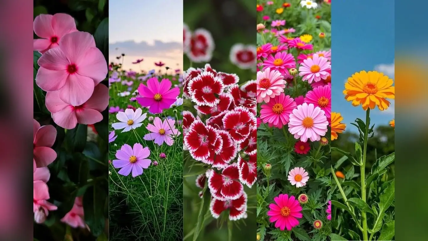 Best Flower Plants to Grow in February: फरवरी में लगाएं ये 5 खूबसूरत फूलों के पौधे, बगीचा बनेगा रंगों से गुलजार