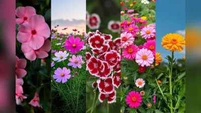 Best Flower Plants to Grow in February: फरवरी में लगाएं ये 5 खूबसूरत फूलों के पौधे, बगीचा बनेगा रंगों से गुलजार