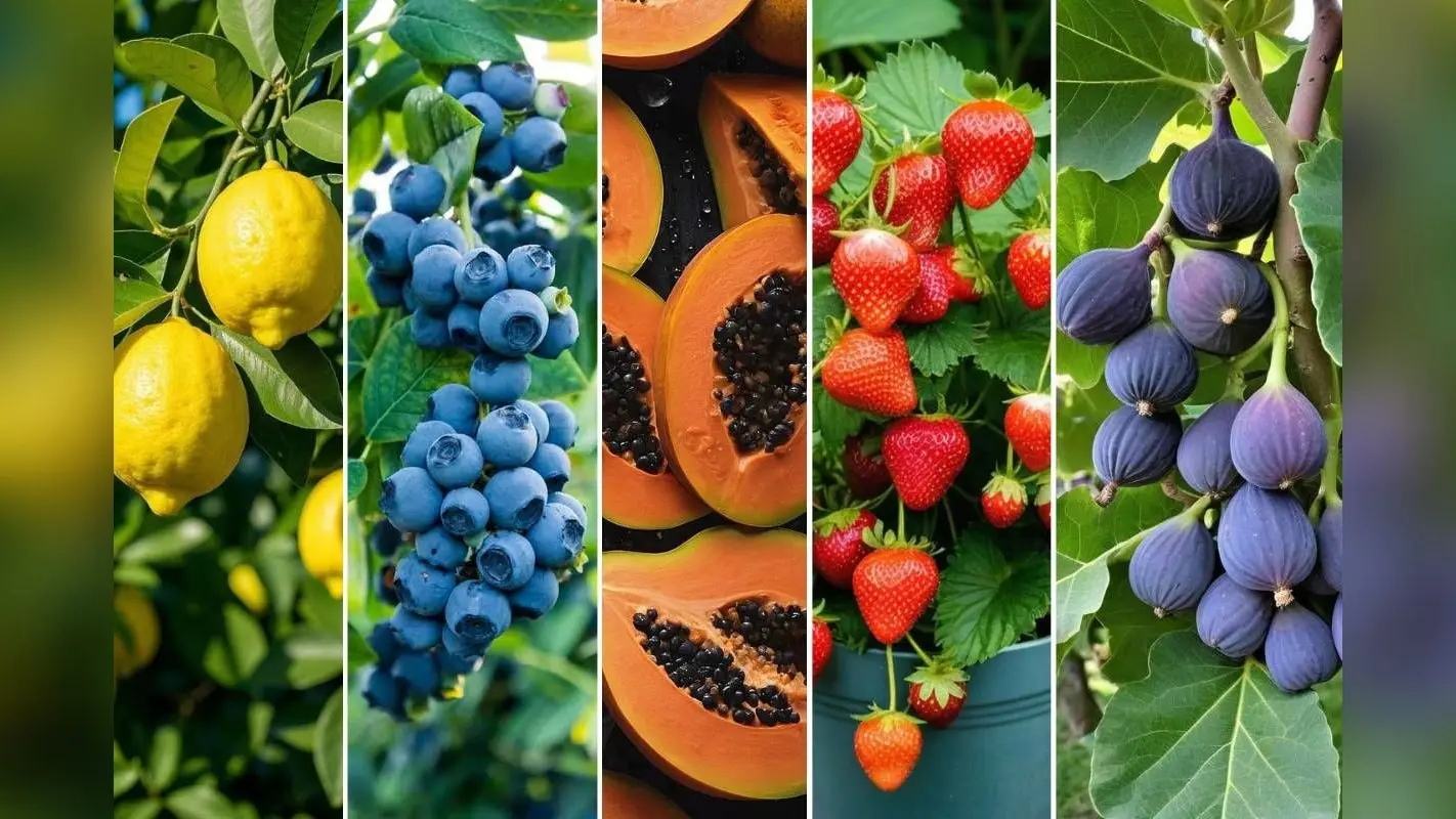 Best Fruiting Plant to Grow in February: फरवरी में लगाएं ये 5 फलदार पौधे, गर्मियों में घर बैठे मिलेंगे ताजे और स्वादिष्ट फल