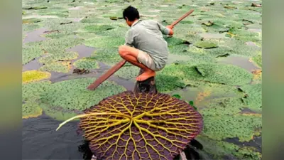 अब मॉडर्न टेक्निक के इस्तेमाल से होगी मखाना की खेती, बढ़ेगी किसानों की आमदनी