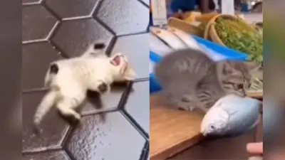 Viral Video: पहली बार मछली चोरी करने निकला बिल्ली का बच्चा, पकड़े जाते ही जमीन पर लोट-लोटकर लगा रोने