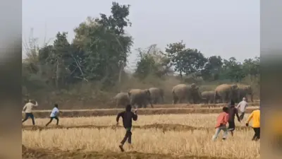 Gumla: अमलिया जंगल में घूम रहा है 16 हाथियों का झुंड, ग्रामीणों में हड़कंप