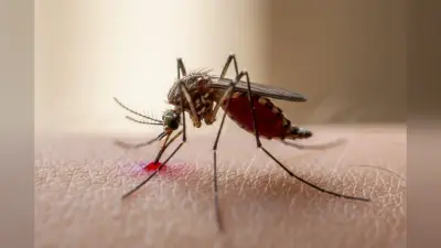 Female Mosquito Blood Feeding: नर मच्छर नहीं सिर्फ मादा मच्छर ही पीती है इंसानों का खून, जानिए क्यों?