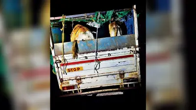 Rourkela News : वाहन छोड़कर भागे तस्कर, छह पशुओं को पुलिस ने जब्त किया