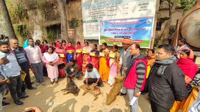 अनुदानित दर पर 55 लाभार्थियों के बीच किया गया सुकरों का वितरण