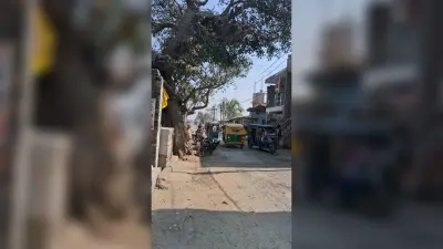 बाजार में जर्जर पाकड़ वृक्ष से जन-सुरक्षा को खतरा, वन विभाग से त्वरित कार्रवाई की मांग