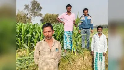 किसान की 40 डिसमिल मक्का फसल को काटकर किया बर्बाद