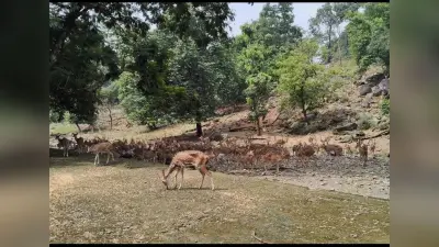 Dhanbad News : मैथन पार्क से हिरणों को भेजा जा रहा पलामू उद्यान