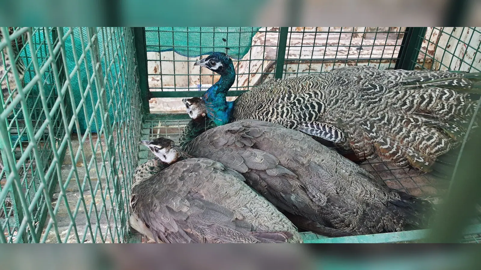 गुप्त सूचना के आधार पर वन विभाग ने पांच मोर का किया रेस्क्यू